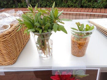 挿し木サンプルの写真