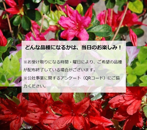 どんな品種になるかは、当日のお楽しみ! ※お受け取りになる時間・曜日により、ご希望の品種が配布終了している場合がございます。 ※公社事業に関するアンケート(QRコード)にご協力ください。