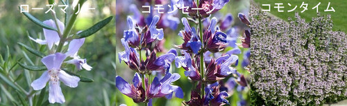 ハーブ3種の写真